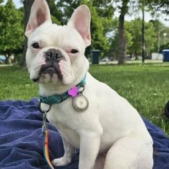 Ethel Mermaid -  French Bulldog Dog for Adoption in Chicago, Illinois - Ethel Mermaid | PetCurious