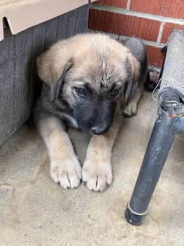 Kingo -  German Shepherd Dog and Labrador Retriever Dog for Adoption in Lexington, Kentucky - Kingo | PetCurious