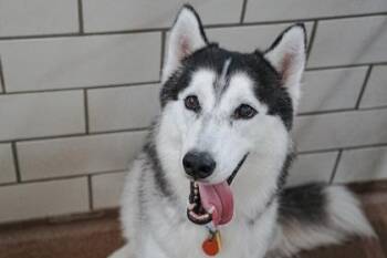 Cash -  Husky and Mixed Breed Dog for Adoption in Golden Valley, Minnesota - Cash | PetCurious