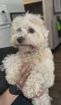 Poodle Dogs Available for Adoption in Fort Worth, Texas - Mildred | PetCurious