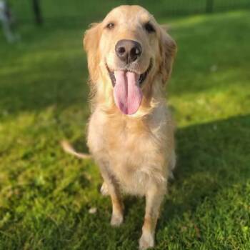 Luna -  Golden Retriever Dog for Adoption in Waterville, Ohio - Luna | PetCurious