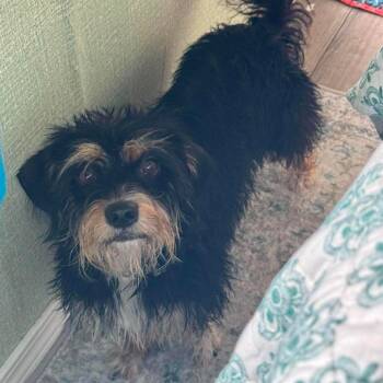 Candie -  Standard Schnauzer and None Dog for Adoption in Loves Park, Illinois - Candie | PetCurious