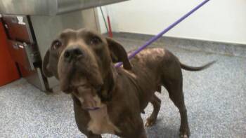 A1266320 -  Pit Bull Terrier and Mixed Breed Dog for Adoption in Charlotte, North Carolina - A1266320 | PetCurious