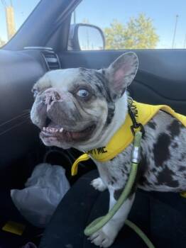 Chip -  French Bulldog Dog for Adoption - Chip | PetCurious