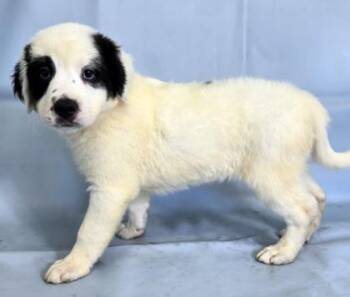 August -  Australian Shepherd and Bernese Mountain Dog Dog for Adoption in Morton Grove, Illinois - August | PetCurious