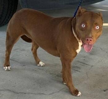 Pit Bull Terrier and Mixed Breed Dogs Available for Adoption in Savannah, Georgia - Molly | PetCurious