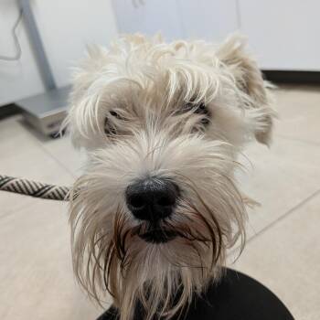 Scotty -  Miniature Schnauzer Dog for Adoption in Newark, New Jersey - Scotty | PetCurious