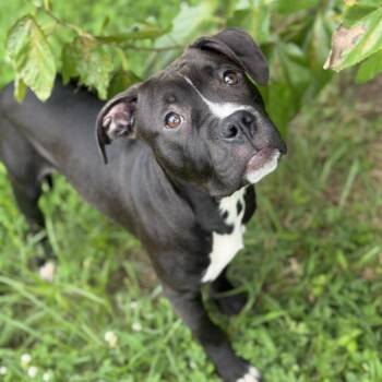 Eddy -  Pit Bull Terrier Dog for Adoption in Ridgely, Maryland - Eddy | PetCurious