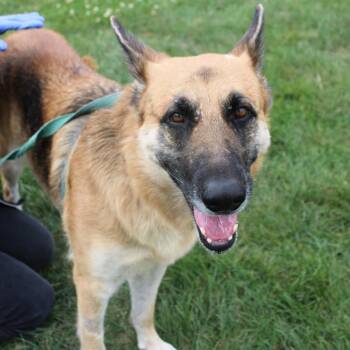 Diamond -  German Shepherd Dog Dog for Adoption in Champaign, Illinois - Diamond | PetCurious