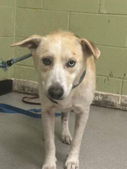 Beagle Dogs Available for Adoption - BUDDY | PetCurious