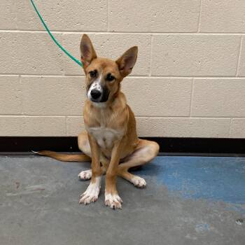 Mixed Breed Dogs Available for Adoption in Memphis, Tennessee - Mochi | PetCurious