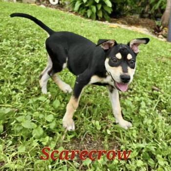 Rescue Labrador Retriever and Mixed Breed Dogs for Adoption in Bardonia, New York - Scarecrow | PetCurious