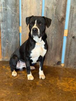 BUELLER 425 -  Mixed Breed Dog for Adoption in New Berlin, Wisconsin - BUELLER 425 | PetCurious
