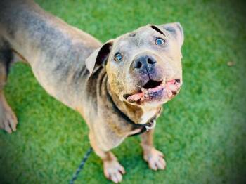 Mixed Breed Dogs Available for Adoption in Melbourne Beach, Florida - Django | PetCurious