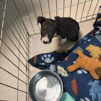 Dice -  Mixed Breed Dog for Adoption in Newark, New Jersey - Dice | PetCurious