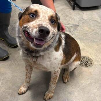 Buddy -  Australian Cattle Dog Blue Heeler Dog for Adoption in Nevada, Missouri - Buddy | PetCurious