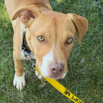 Lion -  Hound and Labrador Retriever Dog for Adoption in Fountain Hill, Pennsylvania - Lion | PetCurious