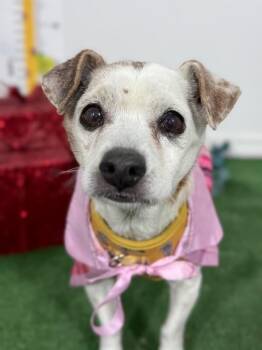 Chihuahua and Jack Russell Terrier Dogs Available for Adoption - Bradley | PetCurious