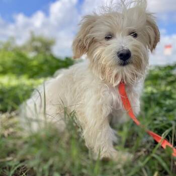 Murray -  Shih Tzu and Mixed Breed Dog for Adoption in Wimberley, Texas - Murray | PetCurious