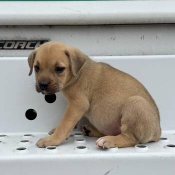 Jay -  Pit Bull Terrier Dog for Adoption in Columbia, South Carolina - Jay | PetCurious
