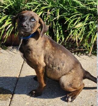 Rescue Terrier and Mixed Breed Dogs for Adoption in Morristown, New Jersey - Julia | PetCurious