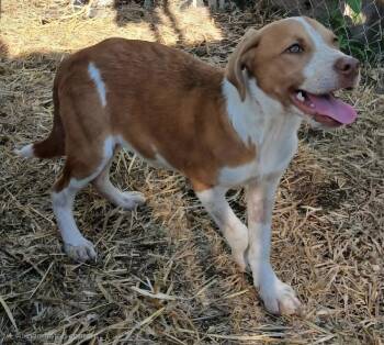 Ben -  Australian Cattle Dog Blue Heeler Dog for Adoption in Mena, Arkansas - Ben | PetCurious