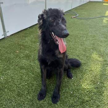 Mr. Man -  Labrador Retriever and Mixed Breed Dog for Adoption in Falls Church, Virginia - Mr. Man | PetCurious