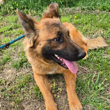 German Shepherd Dog Dogs Available for Adoption - Abilene | PetCurious