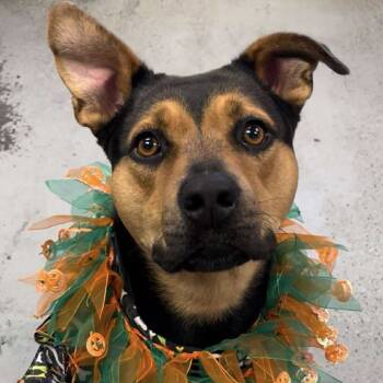 Rescue Rottweiler and Mixed Breed Dogs for Adoption in Turlock, California - Hazel | PetCurious