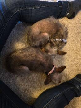 Yorkshire Terrier Dogs Available for Adoption - Gizmo | PetCurious