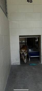 Rescue Labrador Retriever and Mixed Breed Dogs for Adoption in Ocala, Florida - DRAKE | PetCurious