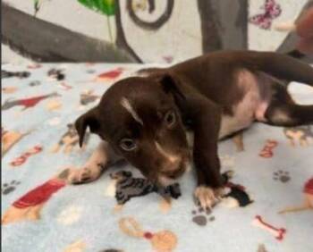Gulliver -  Mixed Breed Dog for Adoption in West Chester, Pennsylvania - Gulliver | PetCurious