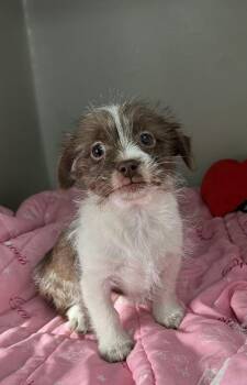 Yorkshire Terrier and Shih Tzu Dogs Available for Adoption - Cinnamon | PetCurious