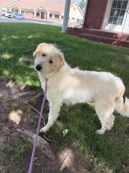 Cookie -  Australian Shepherd and Poodle Dog for Adoption in Severance, Colorado - Cookie | PetCurious