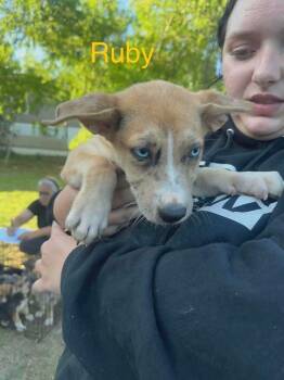 Ruby (AVAILABLE 7/20) -  Shepherd Dog for Adoption in Leverett, Massachusetts - Ruby (AVAILABLE 7/20) | PetCurious