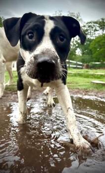 Storm -  Labrador Retriever Dog for Adoption in Joshua, Texas - Storm | PetCurious