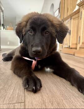 Retriever Dogs Available for Adoption in West Palm Beach, Florida - Carmella | PetCurious