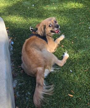 Spaniel Dogs Available for Adoption in Longmont, Colorado - Pepper | PetCurious