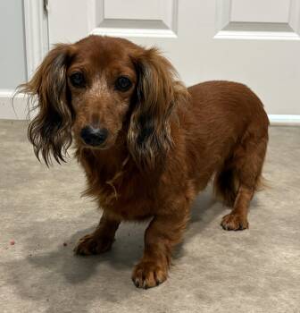 Doc -  Dachshund Dog for Adoption in Grant, Nebraska - Doc | PetCurious