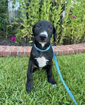 Huck -  Mixed Breed Dog for Adoption in Bryan, Texas - Huck | PetCurious
