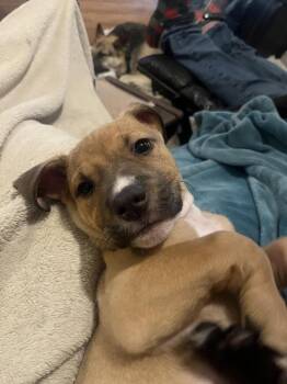 Fearless -  Mixed Breed Dog for Adoption - Fearless | PetCurious