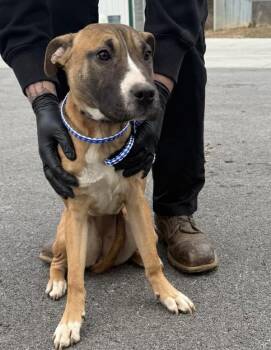 Boxer Dogs Available for Adoption - Baby Doll | PetCurious