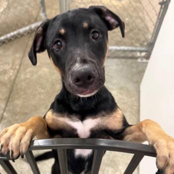 Izzy -  Husky and Mixed Breed Dog for Adoption in Muncie, Indiana - Izzy | PetCurious