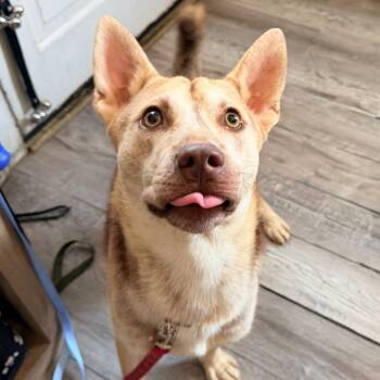 Cane -  Siberian Husky and Mixed Breed Dog for Adoption in New Orleans, Louisiana - Cane | PetCurious