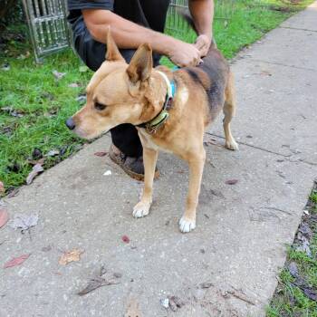Rescue Shepherd Dogs for Adoption in Mountain City, Tennessee - Brody | PetCurious