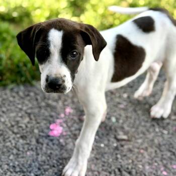 Kylo -  Mixed Breed Dog for Adoption - Kylo | PetCurious