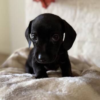 Short Stack -  Chihuahua and Miniature Dachshund Dog for Adoption in Baton Rouge, Louisiana - Short Stack | PetCurious