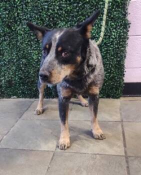 Rescue Australian Cattle Dog Blue Heeler and Mixed Breed Dogs for Adoption in El Paso, Texas - 59826627 | PetCurious