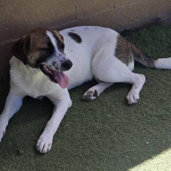 Glitter- In Foster! -  Mixed Breed Dog for Adoption in Flagstaff, Arizona - Glitter- In Foster! | PetCurious