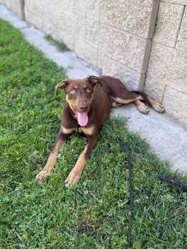 Marlo -  Doberman Pinscher Dog for Adoption in Bothell, Washington - Marlo | PetCurious